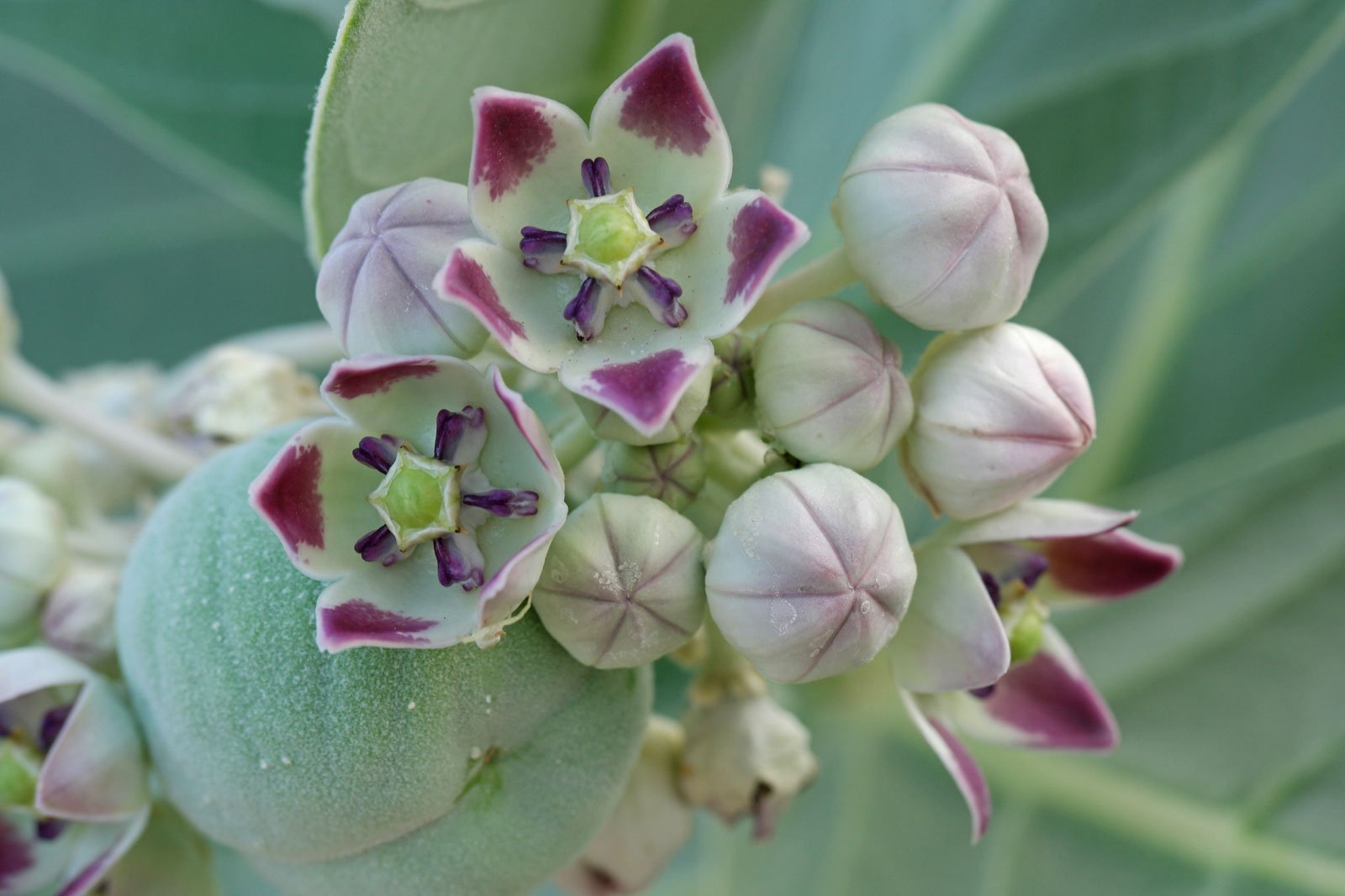 Calotropis procera